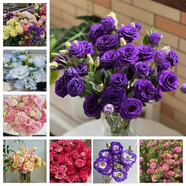 Eustoma (Lisianthus) Bloemzaden (100st) – Elegante Tuinbloemen