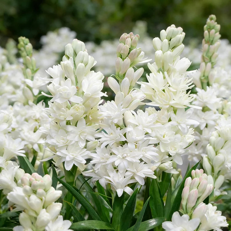 Dubbele Tuberoos Bollen (6 stuks) – Geurende Bloembollen (Polianthes tuberosa)