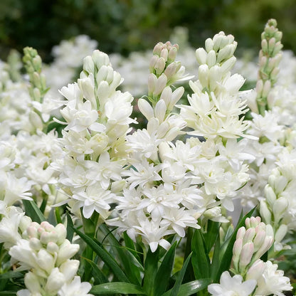 Dubbele Tuberoos Bollen (6 stuks) – Geurende Bloembollen (Polianthes tuberosa)