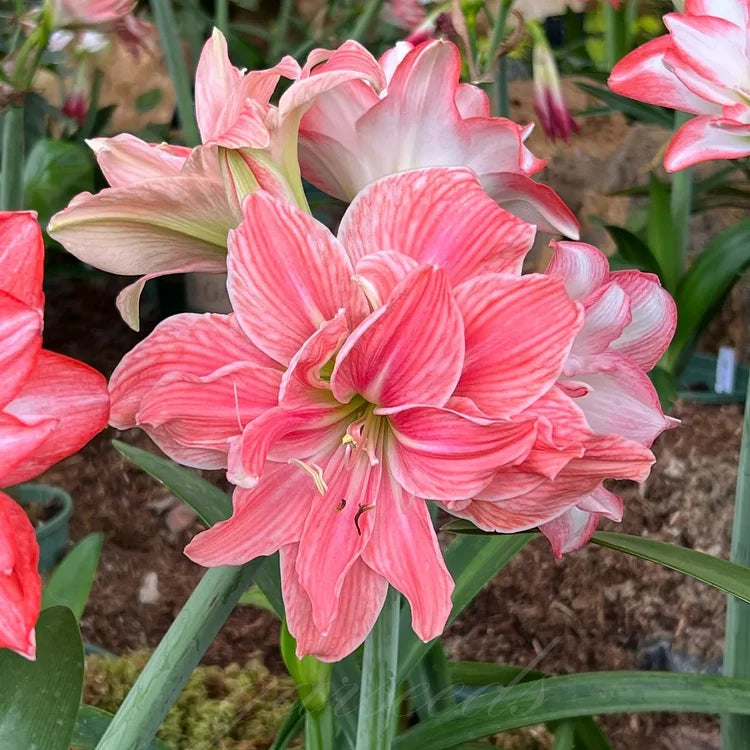 Dubbelbloemige Amaryllis Zadenmix - 100 Stuks