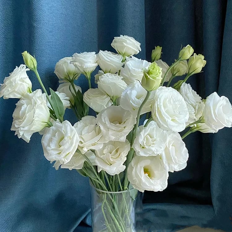 Eustoma Doornloze Rozen Zaden (100 stuks) 💐Lisianthus-zaden