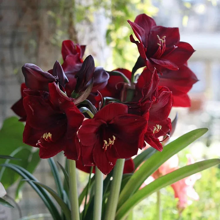 Dubbelbloemige Amaryllis Zadenmix - 100 Stuks