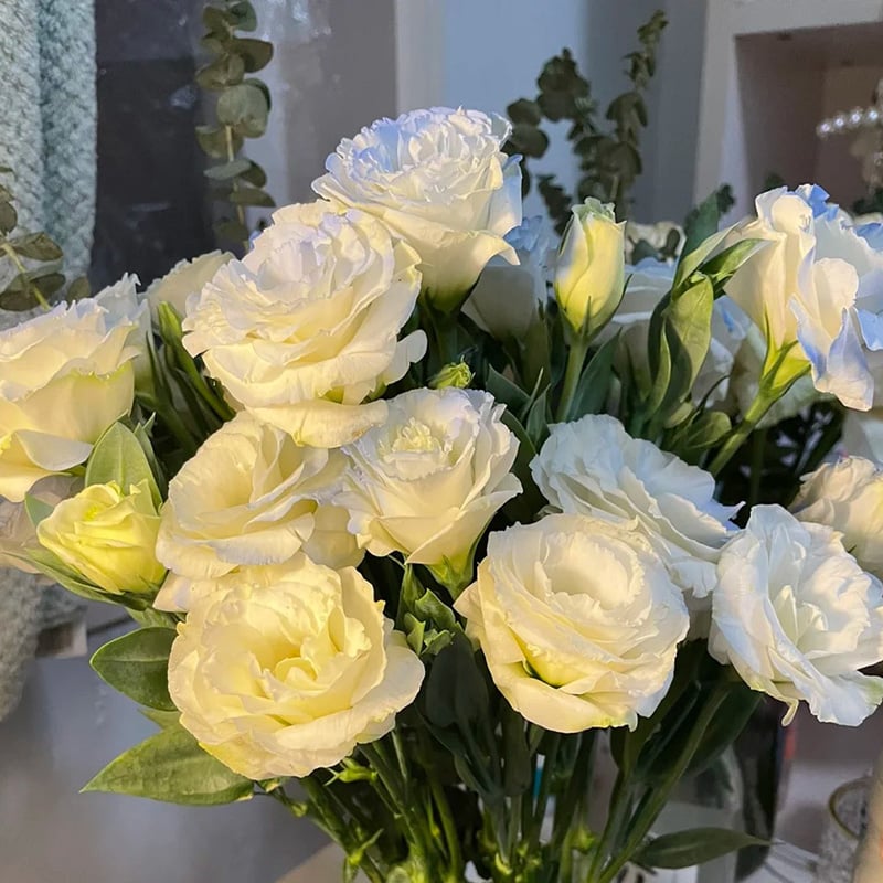 Eustoma Doornloze Rozen Zaden (100 stuks) 💐Lisianthus-zaden