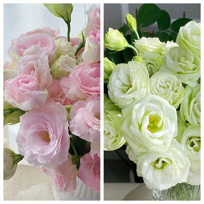 Eustoma Doornloze Rozen Zaden (100 stuks) 💐Lisianthus-zaden