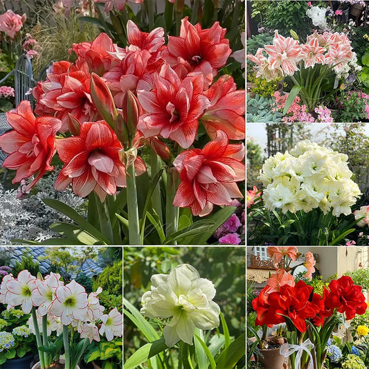 Dubbelbloemige Amaryllis Zadenmix - 100 Stuks