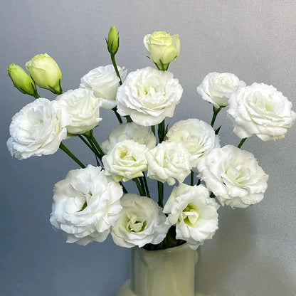 Eustoma Doornloze Rozen Zaden (100 stuks) 💐Lisianthus-zaden