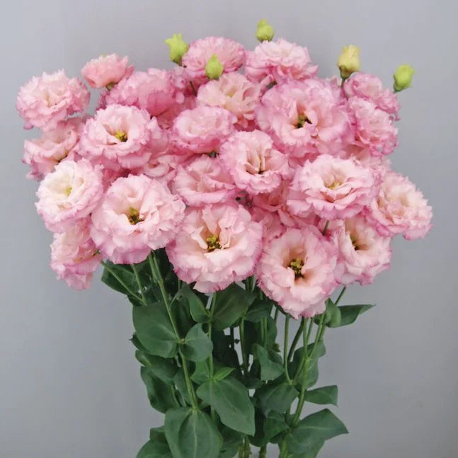 Eustoma (Lisianthus) Bloemzaden (100st) – Elegante Tuinbloemen