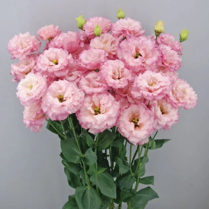 Eustoma (Lisianthus) Bloemzaden (100st) – Elegante Tuinbloemen