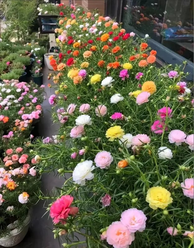 🌸Mosroos Zadenmix (1000 stuks) – 🌿Postelein / Zonneroosjes