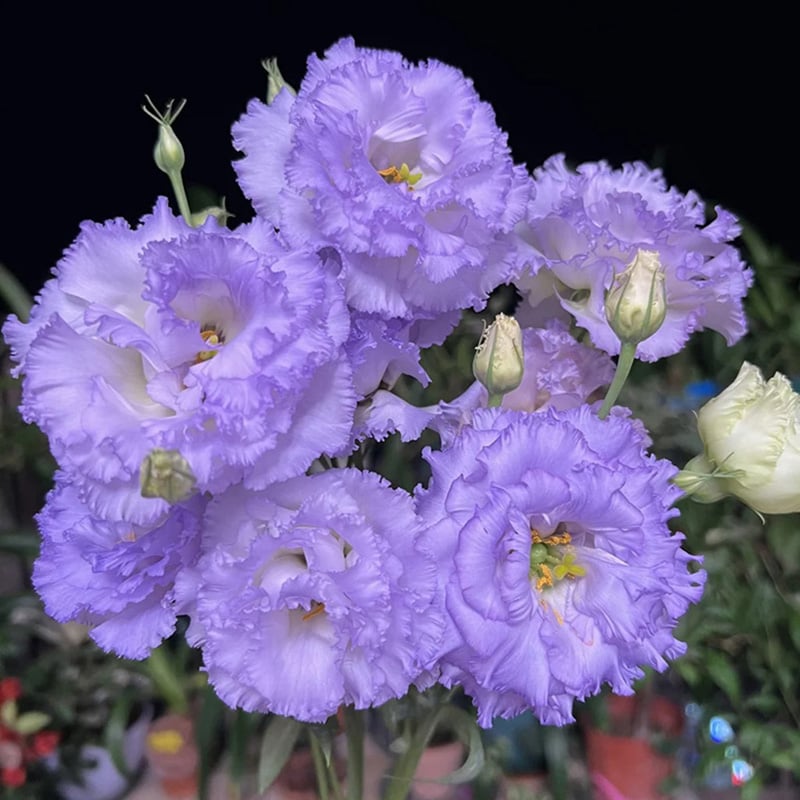 Eustoma Doornloze Rozen Zaden (100 stuks) 💐Lisianthus-zaden