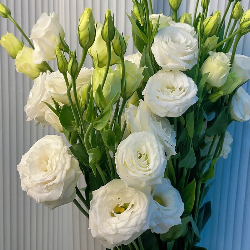 Eustoma Doornloze Rozen Zaden (100 stuks) 💐Lisianthus-zaden