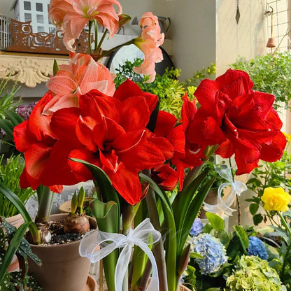 Dubbelbloemige Amaryllis Zadenmix - 100 Stuks