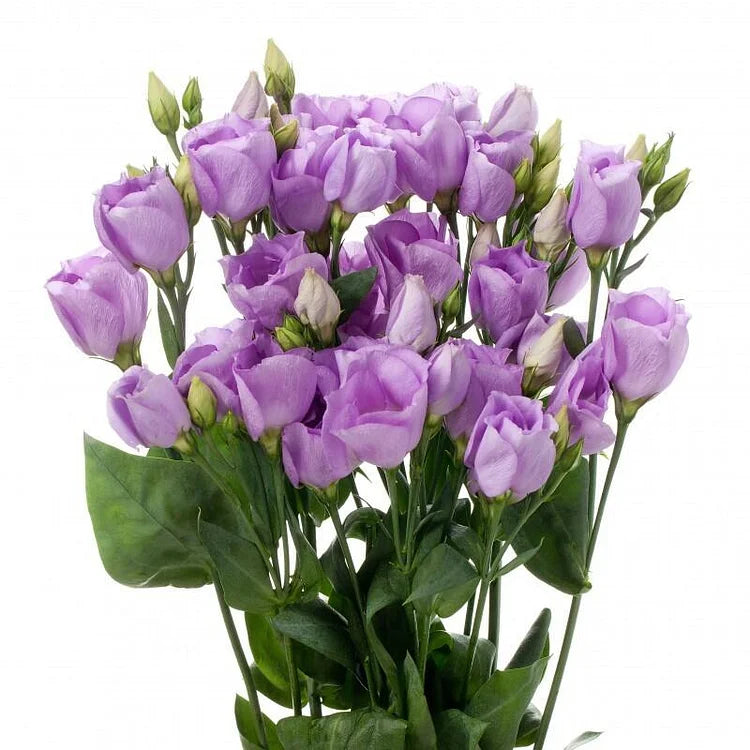 Eustoma (Lisianthus) Bloemzaden (100st) – Elegante Tuinbloemen