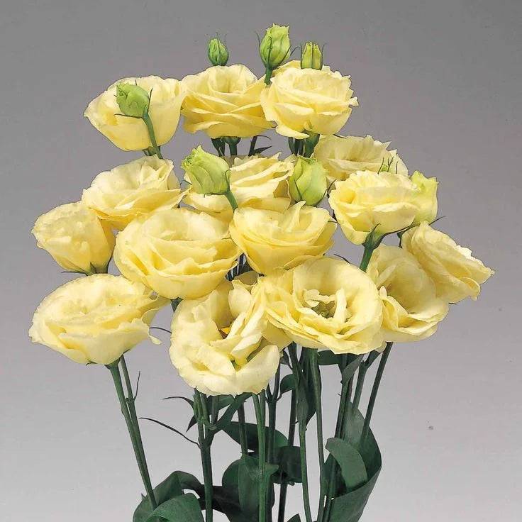 Eustoma (Lisianthus) Bloemzaden (100st) – Elegante Tuinbloemen