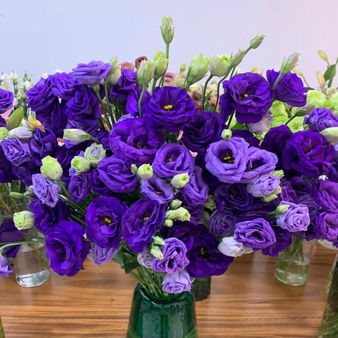 Eustoma Doornloze Rozen Zaden (100 stuks) 💐Lisianthus-zaden
