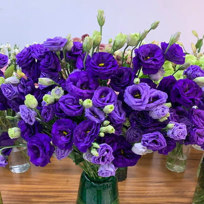 Eustoma Doornloze Rozen Zaden (100 stuks) 💐Lisianthus-zaden