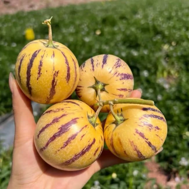 Pepino-Meloen Zadenmix - 1000 Stuks