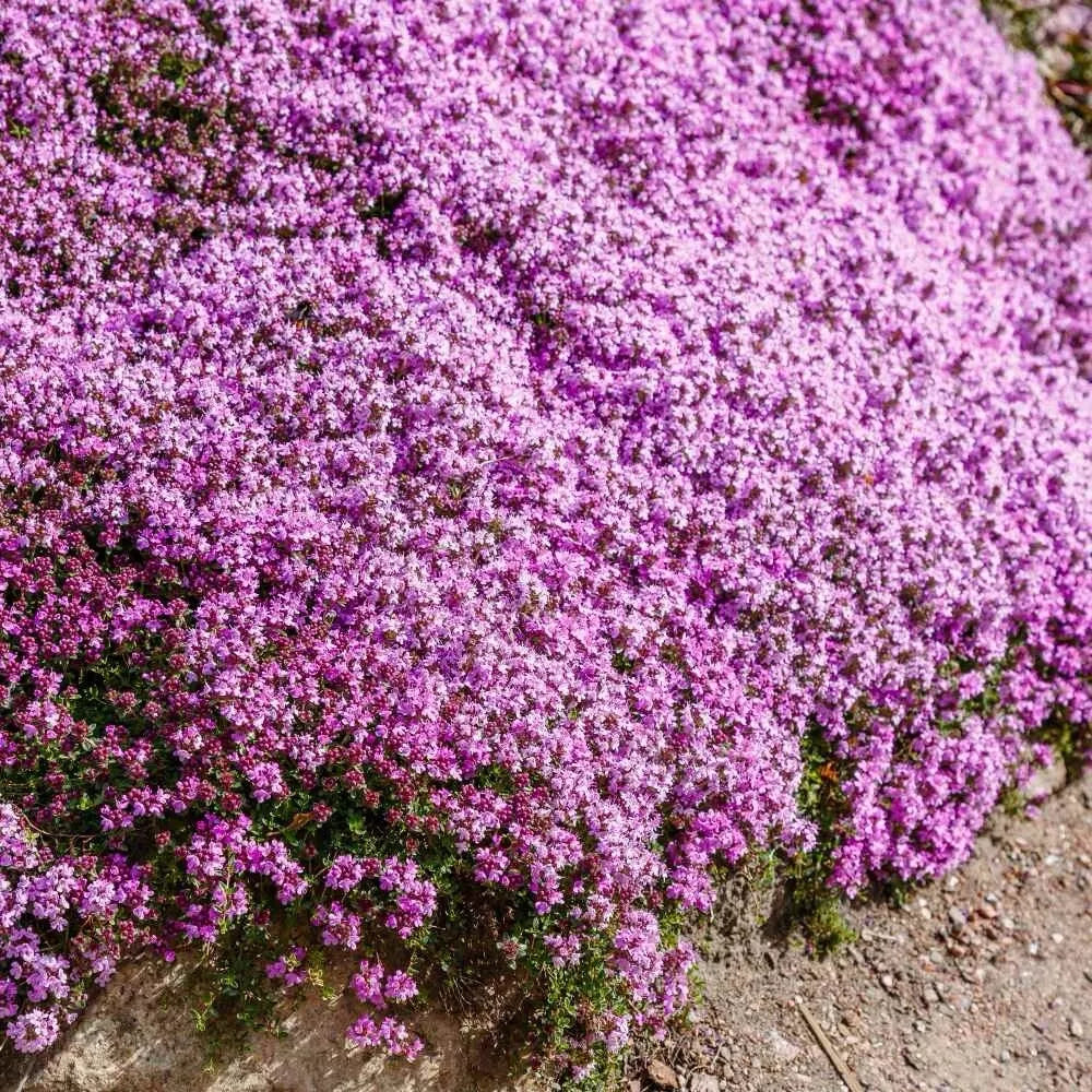 Kruipende tijm – Zelfgekweekte zaden – Gemakkelijk te planten – GMO-vrij  – Premium zaden