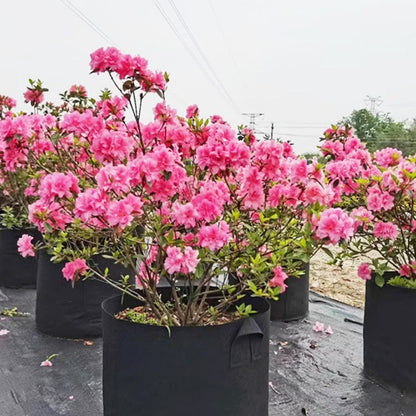 Geotextiele Kweekzak | Microgeperforeerd voor Gezonde Wortels & Planten
