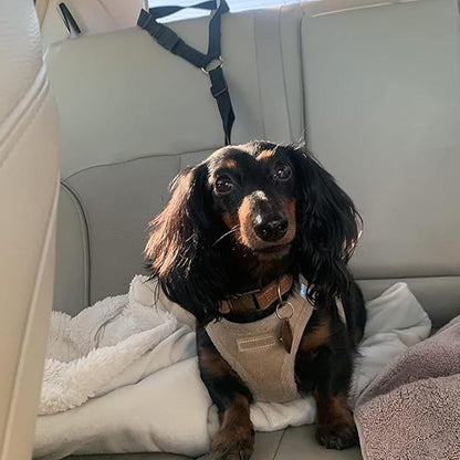 2-in-1 Honden Veiligheidsgordel en Leiband